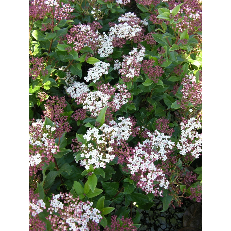 Shrubs From Bunnings Warehouse New Zealand Bunnings Warehouse