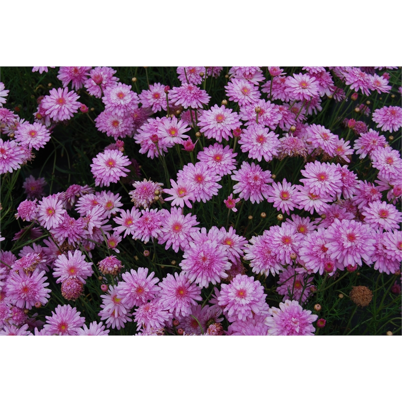 Plant Federation Daisy 1.5L Summer Star PInk Bunnings Warehouse