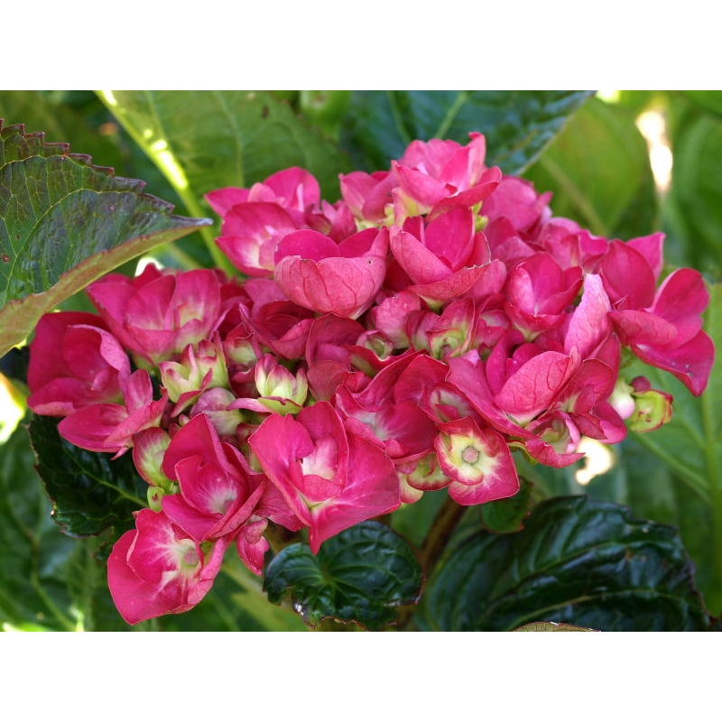 Plant Hydrangea Raspberry Crush 4L pot  Bunnings Warehouse
