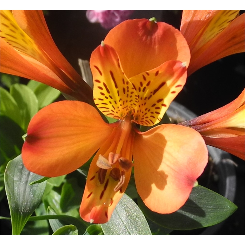 140mm Peruvian Lily - Alstroemeria | Bunnings Warehouse