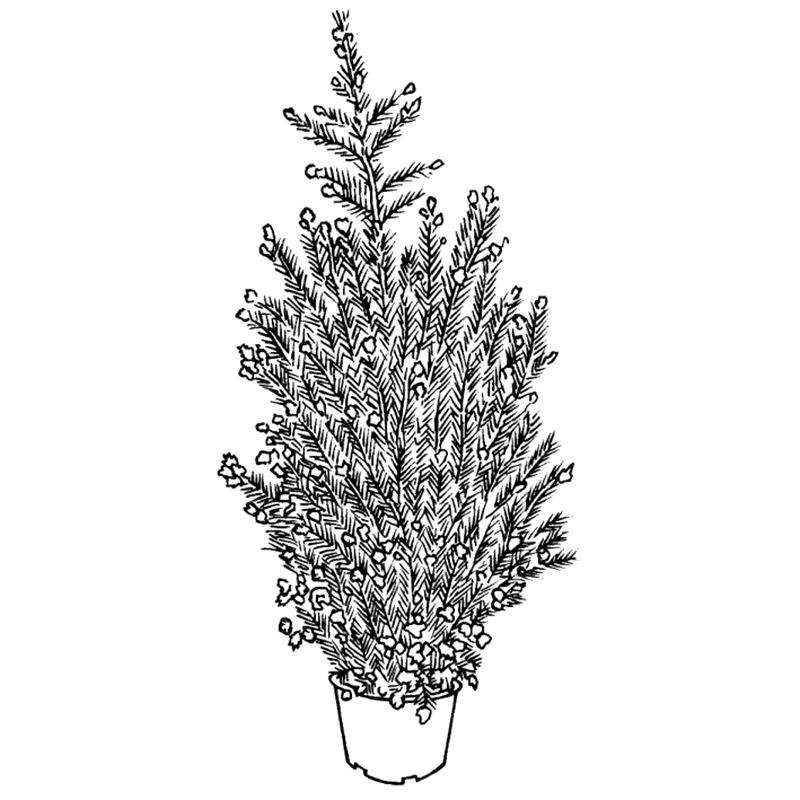 live christmas tree bunnings warehouse live christmas tree bunnings warehouse
