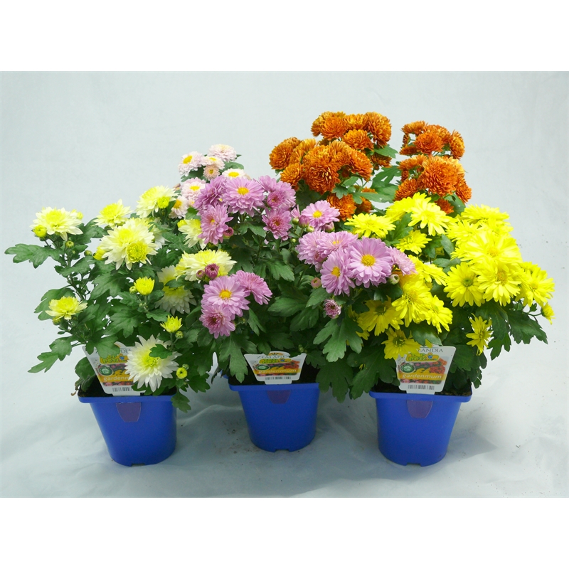 Plant Garden Mums Assorted  Bunnings Warehouse