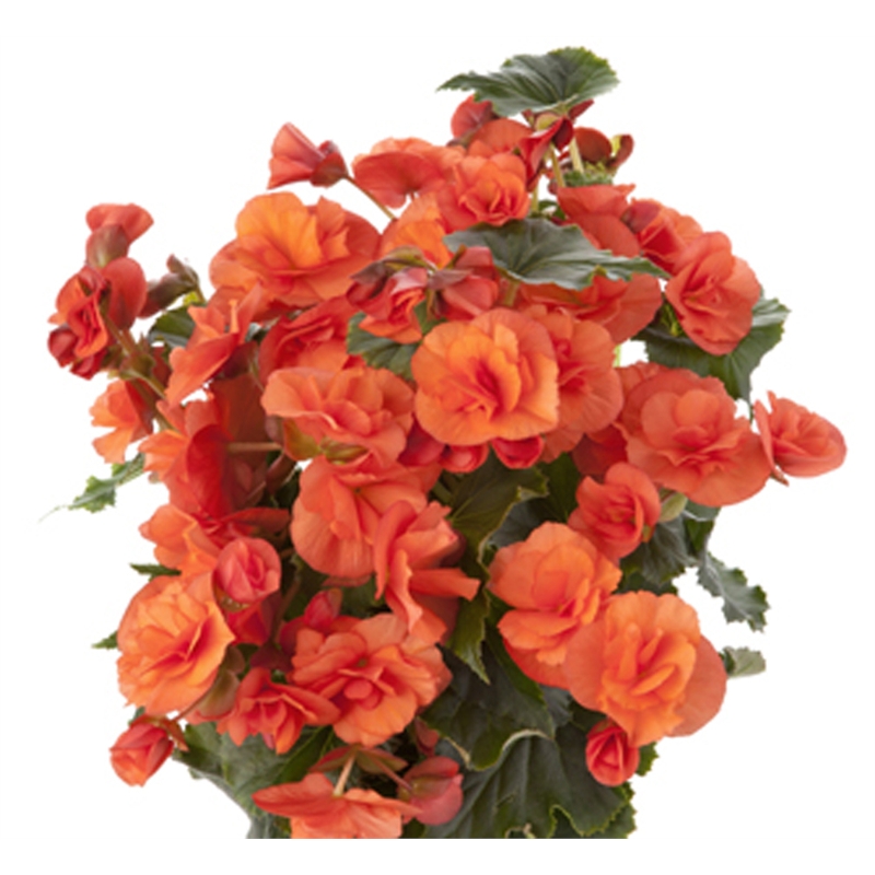 130mm Assorted Solenia Begonia | Bunnings Warehouse