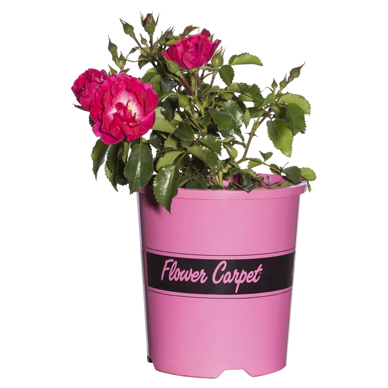 2.5L Pink Carpet Rose Bunnings Warehouse