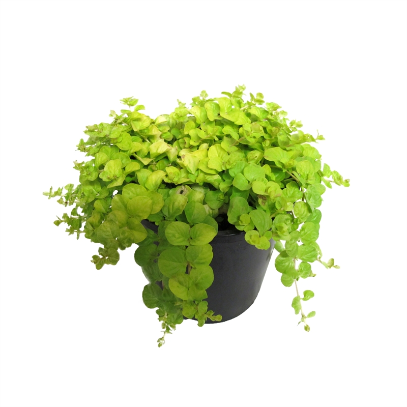 2.4L Gold Moneywort - Lysimachia nummularia Aurea | Bunnings Warehouse