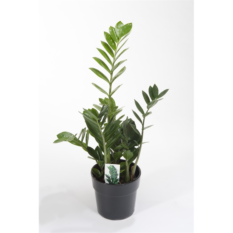 Plant Zamioculcas 14cm Bunnings Warehouse