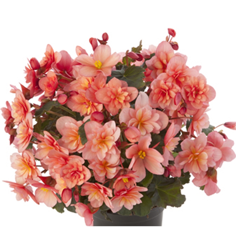 130mm Assorted Solenia Begonia | Bunnings Warehouse