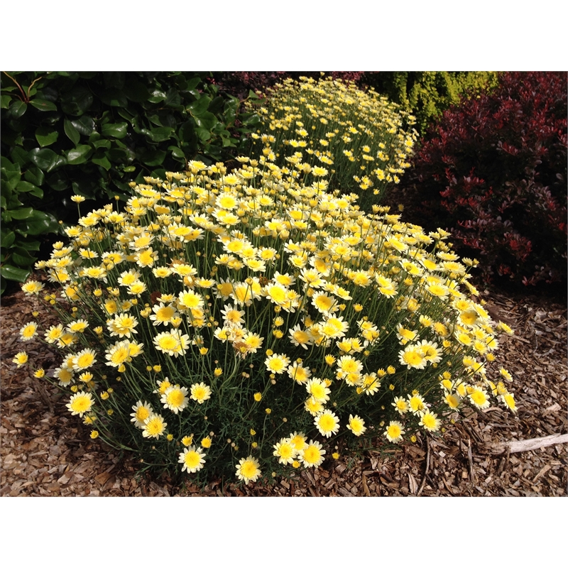 Plant Federation Daisy 1.5L Sulemio Yellow Bunnings Warehouse