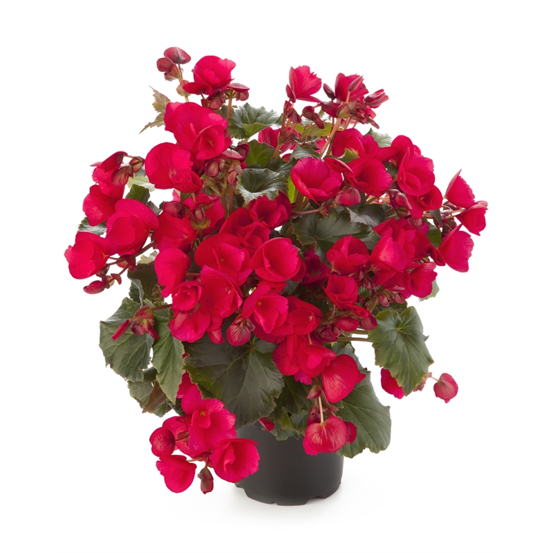 130mm Assorted Solenia Begonia | Bunnings Warehouse