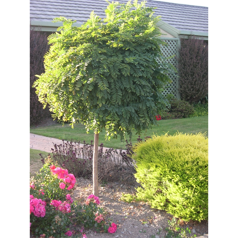 plant robinia moptop std 60cm bunnings warehouse plant robinia moptop std 60cm bunnings warehouse