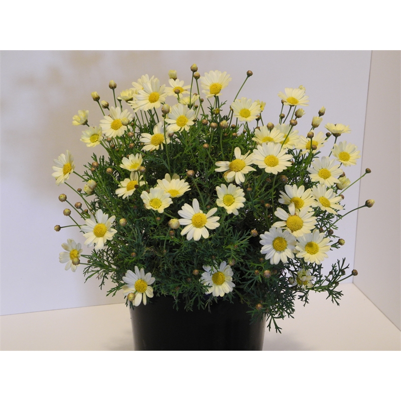 Plant Federation Daisy Sulemio 3.3L Bunnings Warehouse