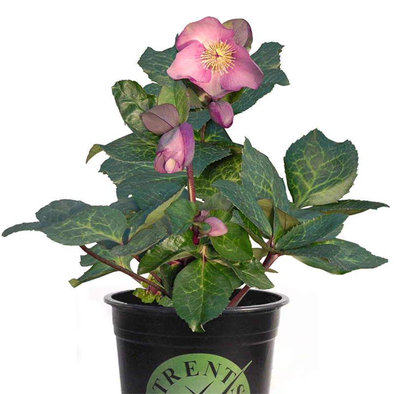 Shrubs From Bunnings Warehouse New Zealand Bunnings Warehouse