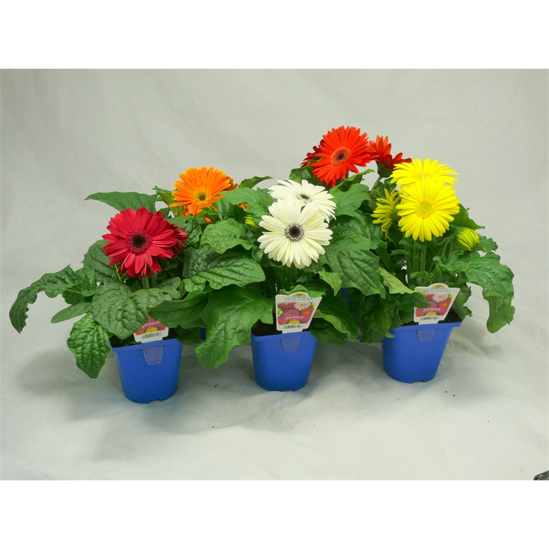 Plant Elite Potted Gerbera 10cm Bunnings Warehouse
