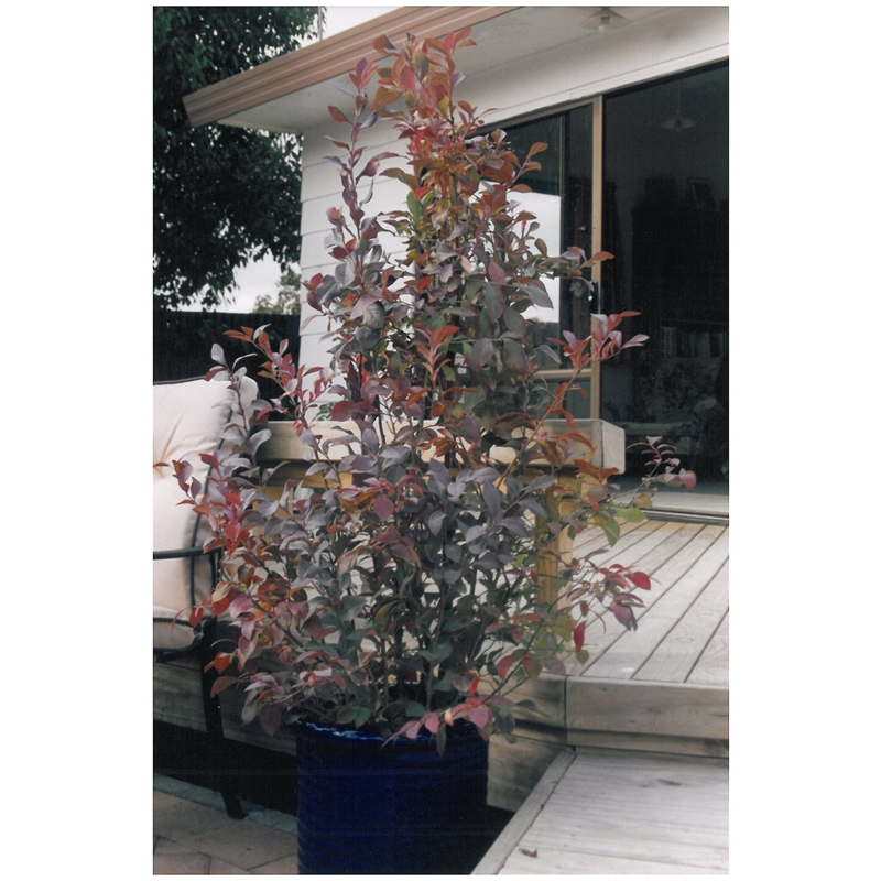 incredible edibles® Blueberry Plant 3L Blue Dawn Bunnings Warehouse