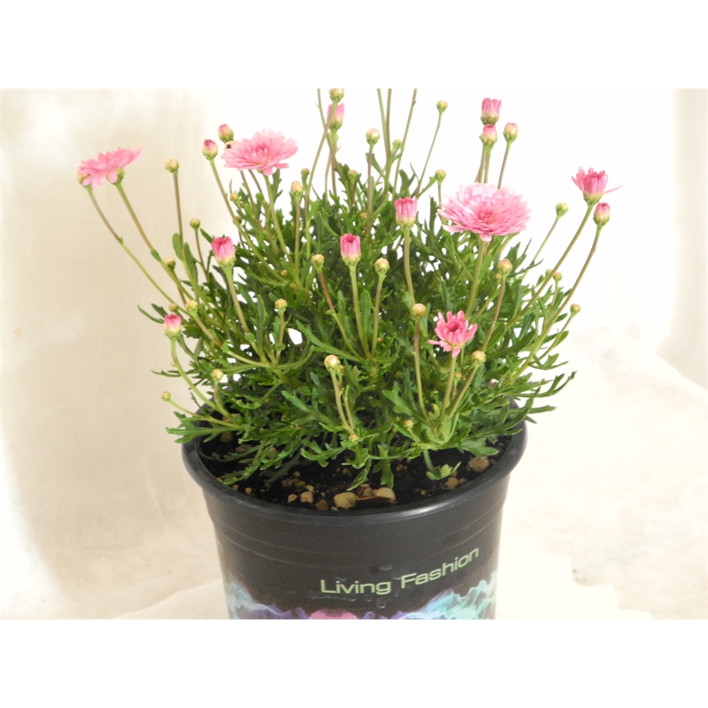 Plant Crazy Daisy Pink 1.5L | Bunnings Warehouse