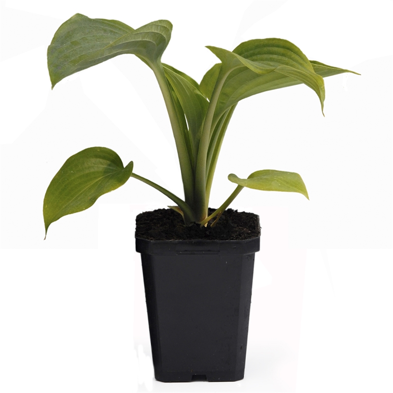 90mm Hosta Empress Wu Plantain Lilies Bunnings Warehouse 90mm Hosta Empress Wu Plantain Lilies