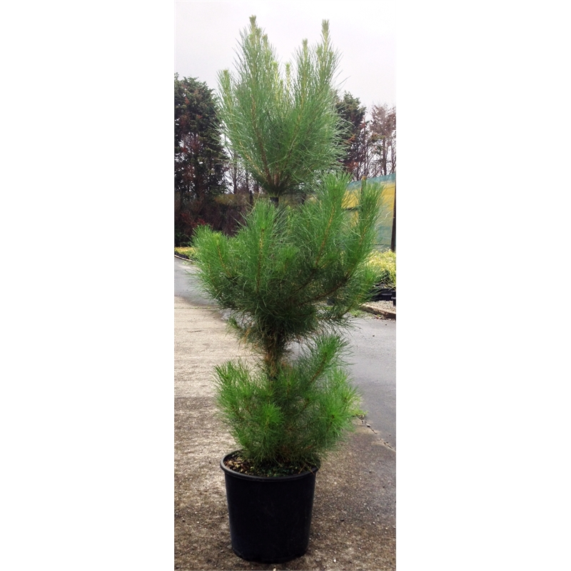 Plant 'Christmas Tree' or Pinus Radiata 8.5ltr Pot SKU 00319411