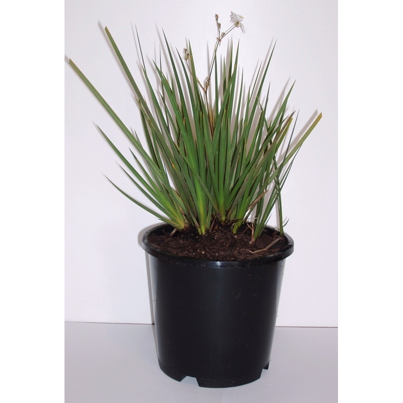 Shrubs From Bunnings Warehouse New Zealand Bunnings Warehouse