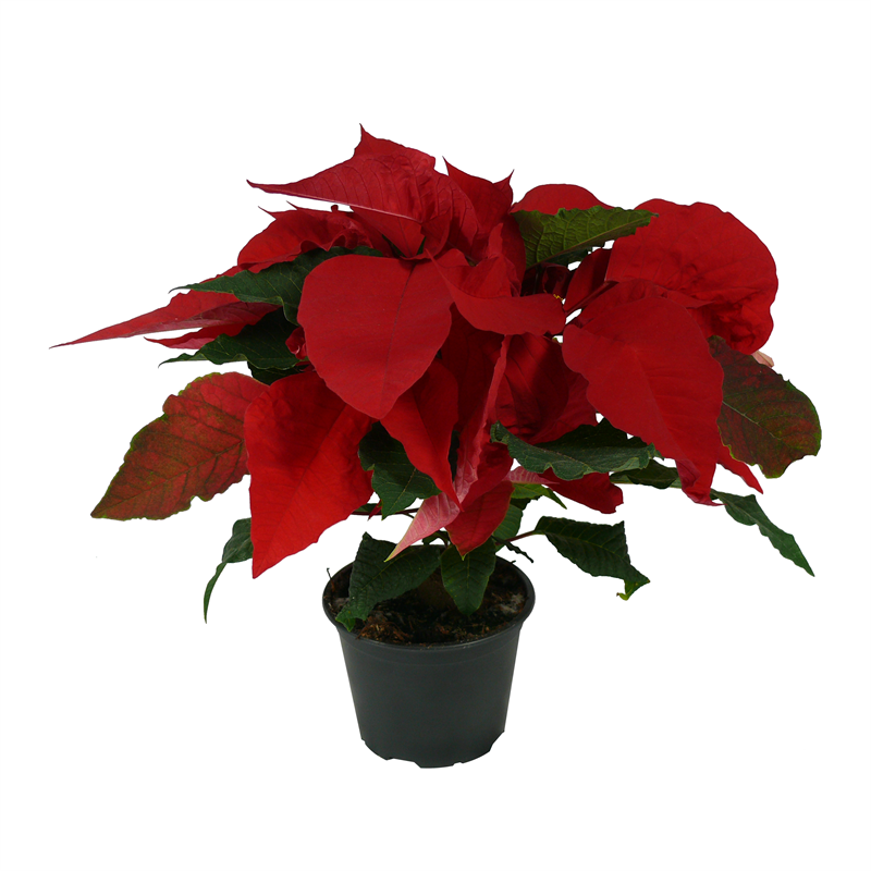 Flowering Indoor Plants From Bunnings Warehouse New Zealand Bunnings