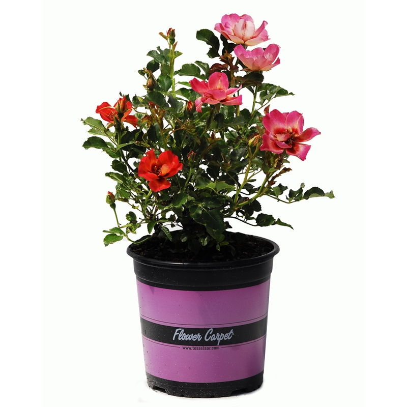300mm Calypso Sweet Spot Rose Standard Rose Bunnings Warehouse