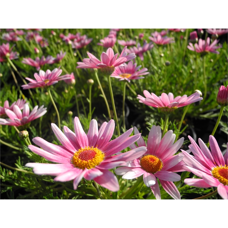 1.5L Federation Daisy Superstar Argyranthemum frutescens
