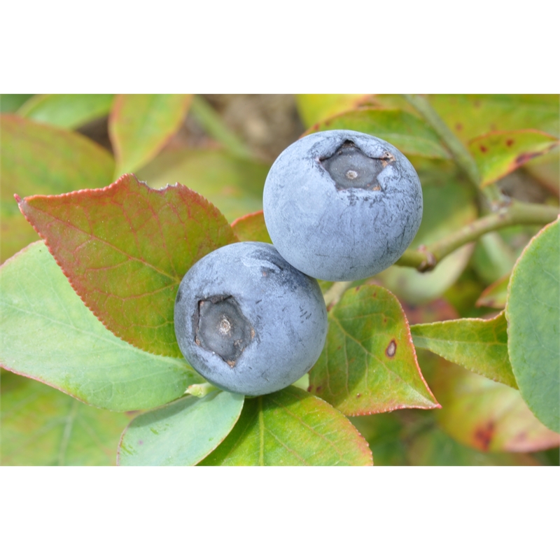 Incredible Edibles Plant Blueberry Tasty Blue 3L Bunnings Warehouse
