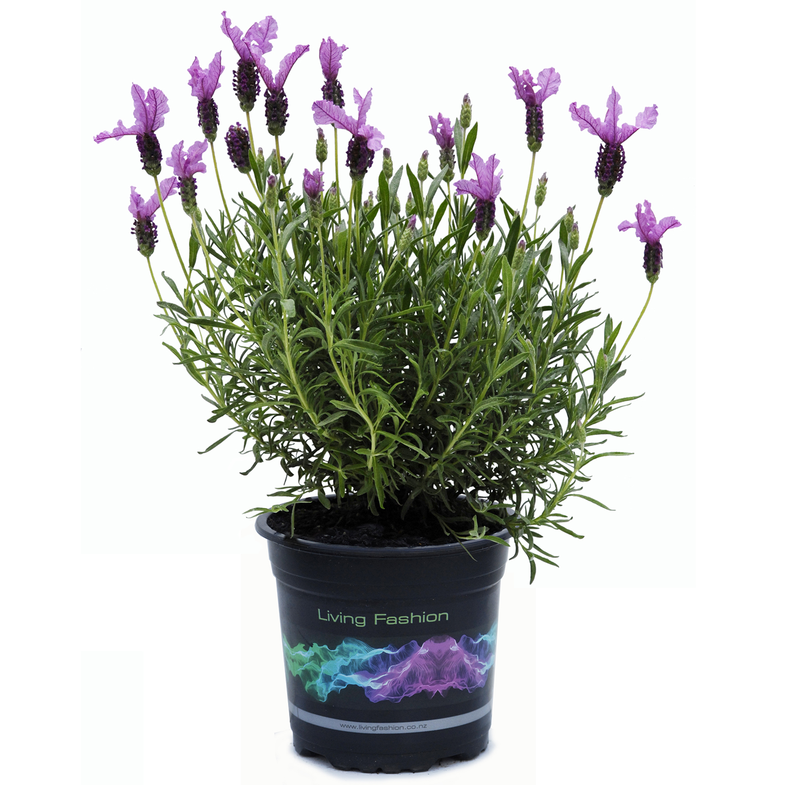 Princess Lavender Bunnings Lavender Plant